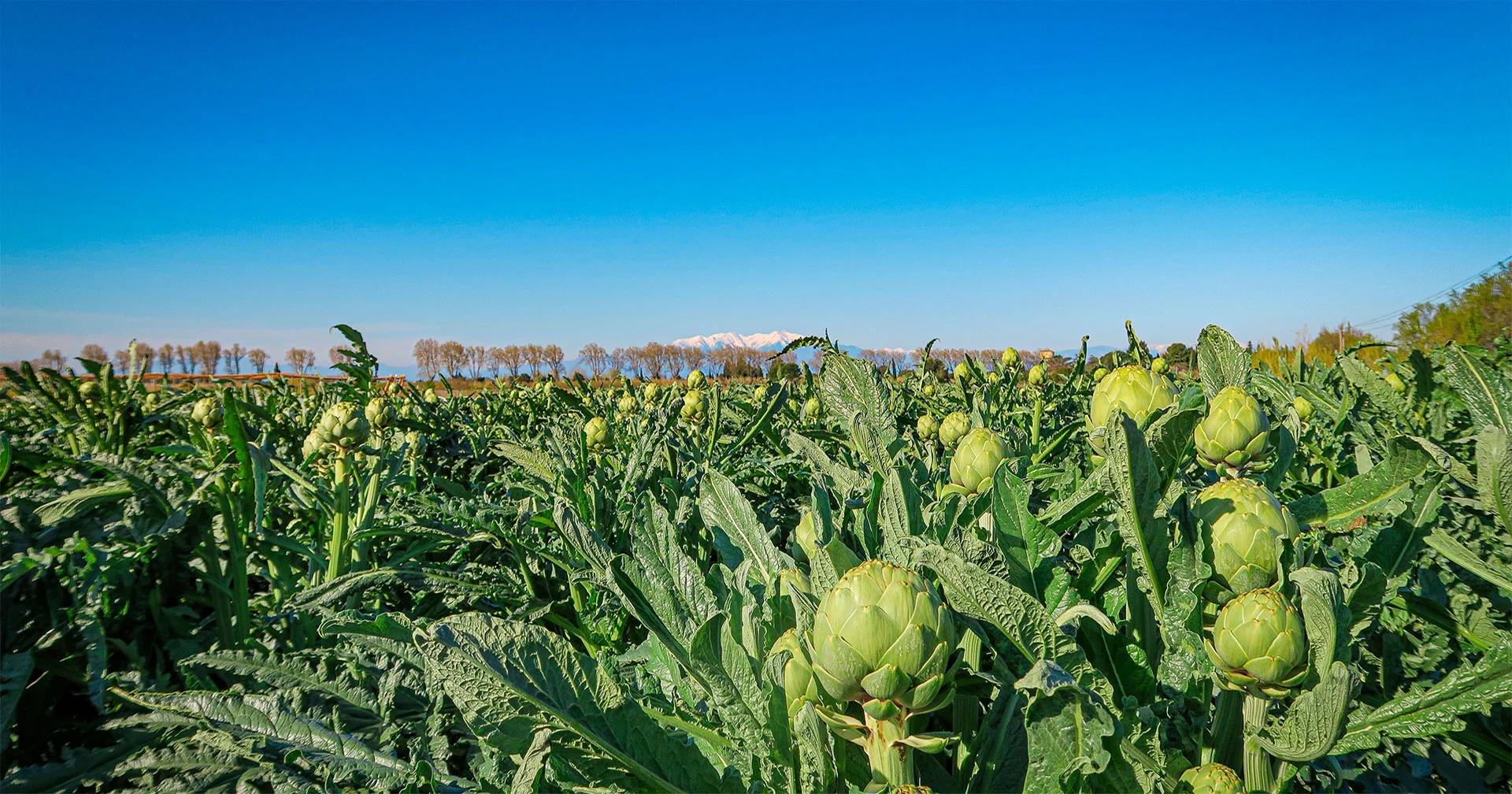 Producteurs & Produits - NEABIO