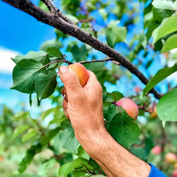 Récolte des abricots NEABIO